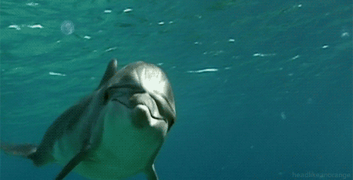 Dolphin Gif GIFcen Dolphin Gif GIFcen