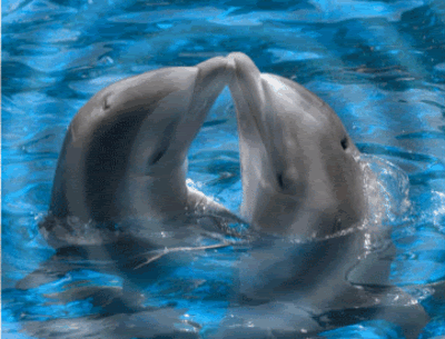 Dolphin Gif GIFcen Dolphin Gif GIFcen