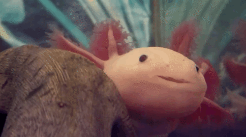 Axolotl Gif