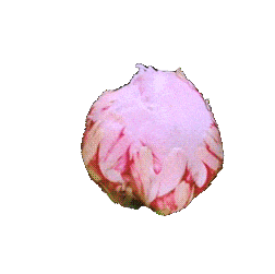 Flowers Png Gif