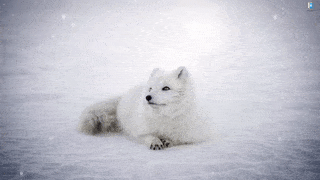 Arctic Fox Gif