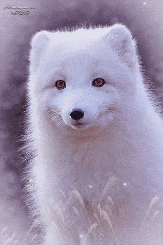 Arctic Fox Gif