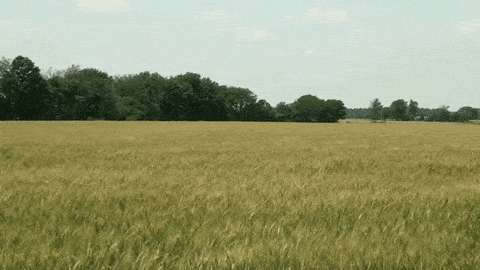 Crop Gif