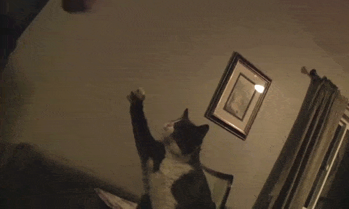 Fat Cat Gif