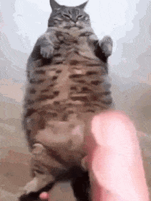 Fat Cat Gif