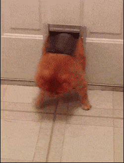 Fat Cat Gif