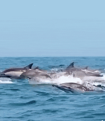 Dolphin Gif GIFcen Dolphin Gif GIFcen