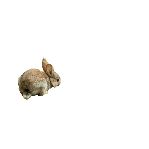 Hopping Bunny Gif