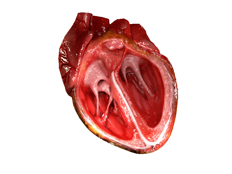 Heart Gif - GIFcen