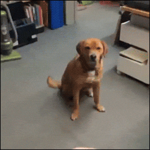 Dog Fails Gif