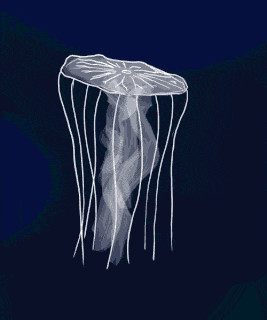 Jellyfish Gif