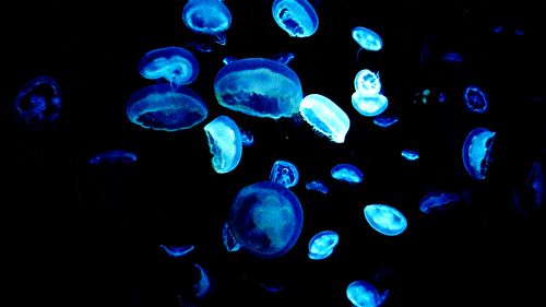 Jellyfish Gif - GIFcen