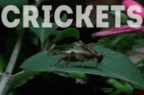 Crickets Gif