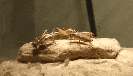 Crickets Gif - GIFcen