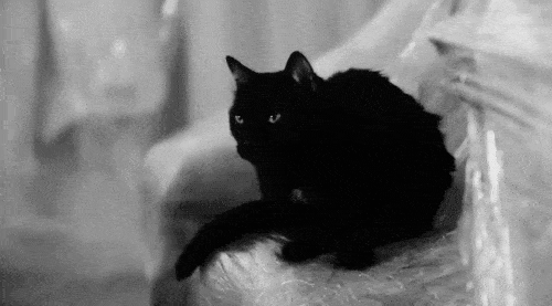 Black Cat Gif