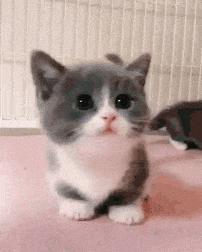 Cat Cute Gif