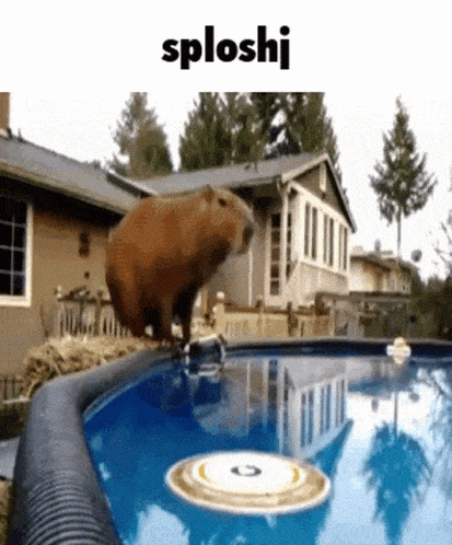 Capybara Gif