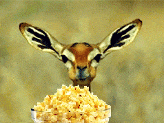 Eating Popcorn Gif