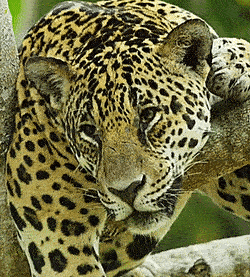 Jaguar Gif