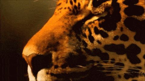 Jaguar Gif