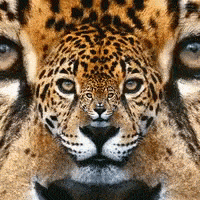 Jaguar Gif