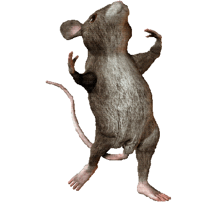 Rat Gif