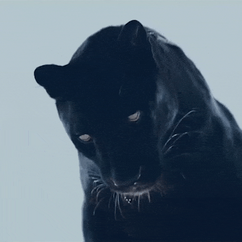 Black Panther Gif