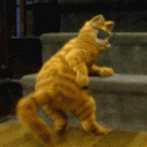 Cat Dancing Gif