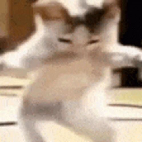 Cat Dancing Gif