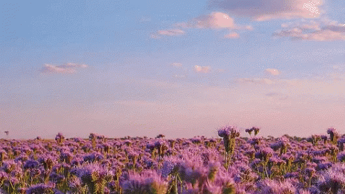 Lavender Gif