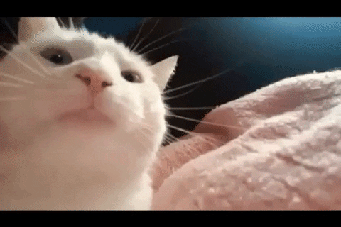 Cat Gif