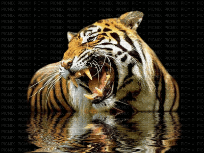 Tiger Gif