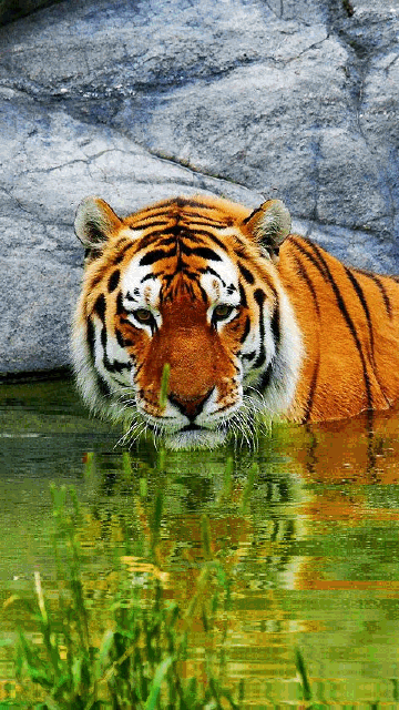 Tiger Gif