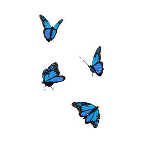 Butterfly Gif Butterfly Gif