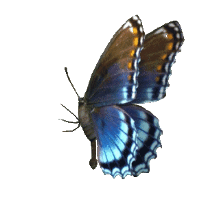 Butterfly Gif Butterfly Gif
