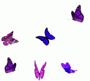 Butterfly Gif Butterfly Gif
