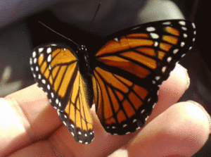 Butterfly Gif Butterfly Gif