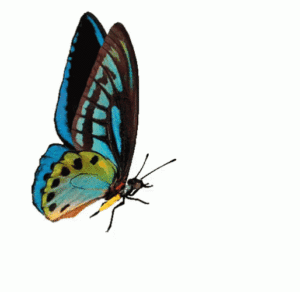 Butterfly Gif Butterfly Gif