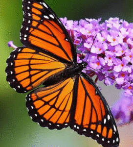 Butterfly Gif Butterfly Gif