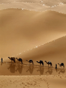 Camel Gif Camel Gif