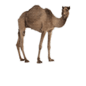 Camel Gif Camel Gif