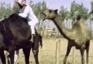 Camel Gif Camel Gif