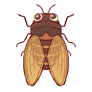 Cicadas Gif Cicadas Gif