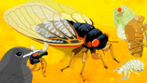 Cicadas Gif Cicadas Gif