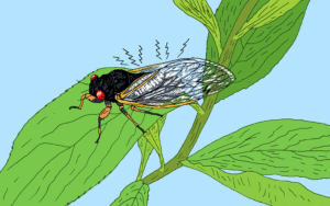 Cicadas Gif Cicadas Gif