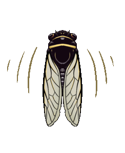 Cicadas Gif Cicadas Gif