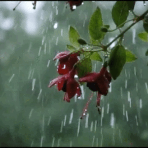 Rainy Day Gif Rainy Day Gif