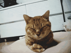 Facepalm Gif Facepalm Gif