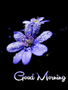 Good Morning Gif Good Morning Gif