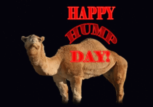 Hump Day Gif Hump Day Gif